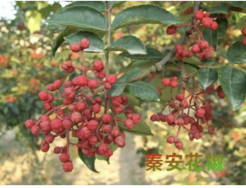 秦安1号花椒苗花椒苗根系发达丰产性好现挖现发