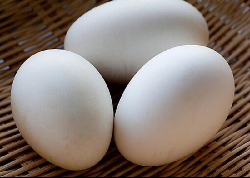鹅蛋大鹅蛋农家自产大鹅蛋新鲜鹅蛋商品蛋鹅种蛋