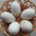 鹅蛋大鹅蛋农家自产大鹅蛋新鲜鹅蛋商品蛋鹅种蛋