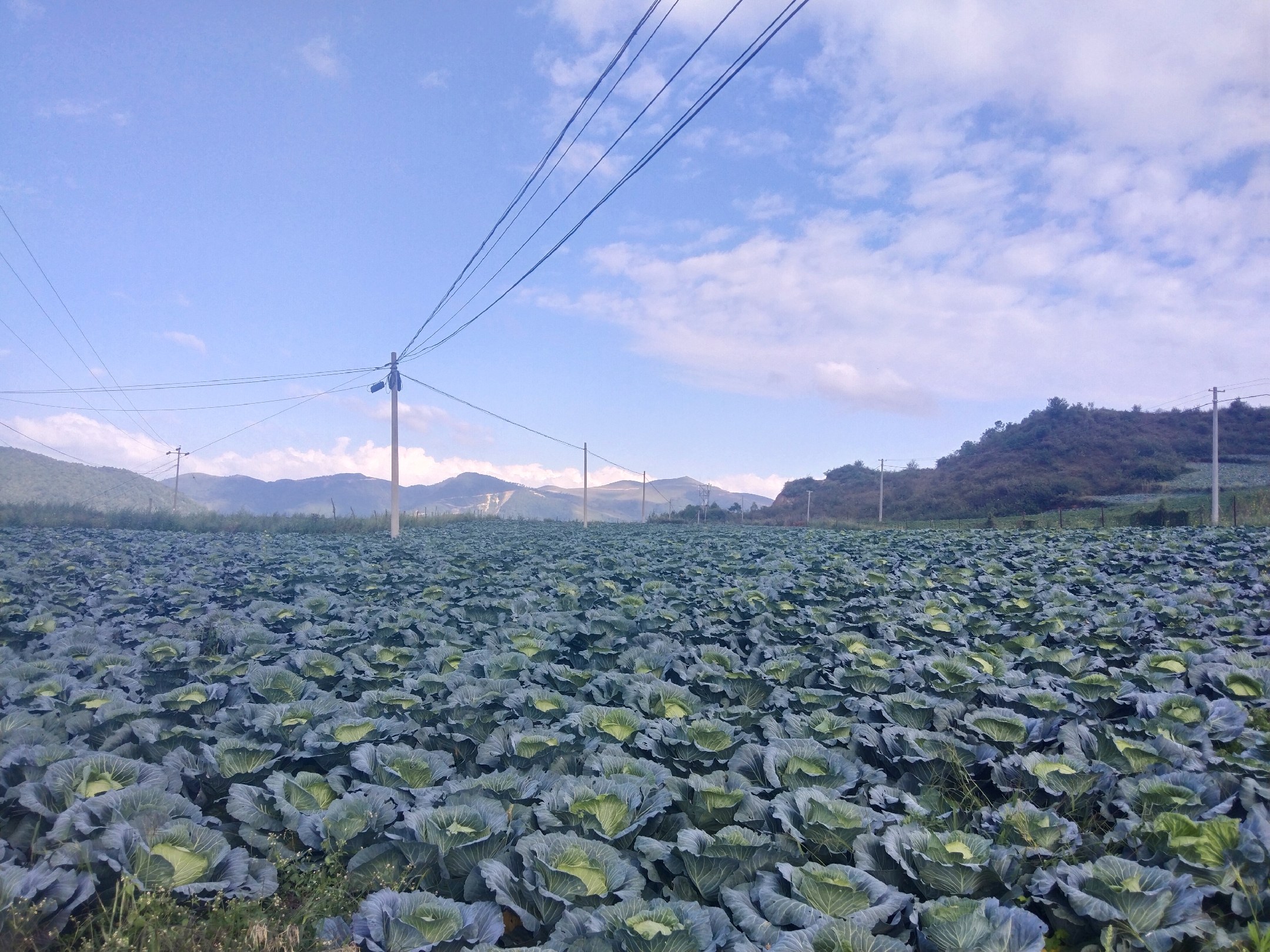 绝美白莲种植基地航拍图
