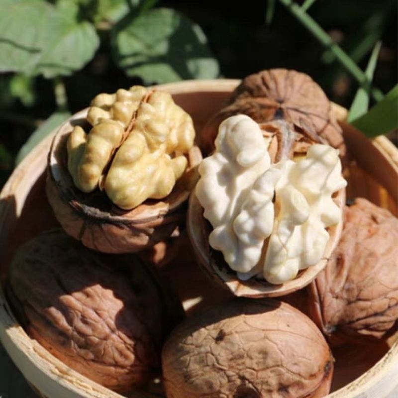 云南老树核桃新货薄皮干核桃孕妇坚果零食送夹