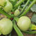 西葫芦种子，圆西葫芦种子，玉玲珑西葫芦种子，菜用南瓜种子
