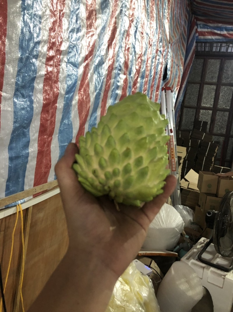 牛奶凤梨释迦果当季新鲜释迦摩尼果整箱批发支持一件代发