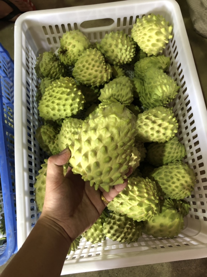 牛奶凤梨释迦果当季新鲜释迦摩尼果整箱批发支持一件代发