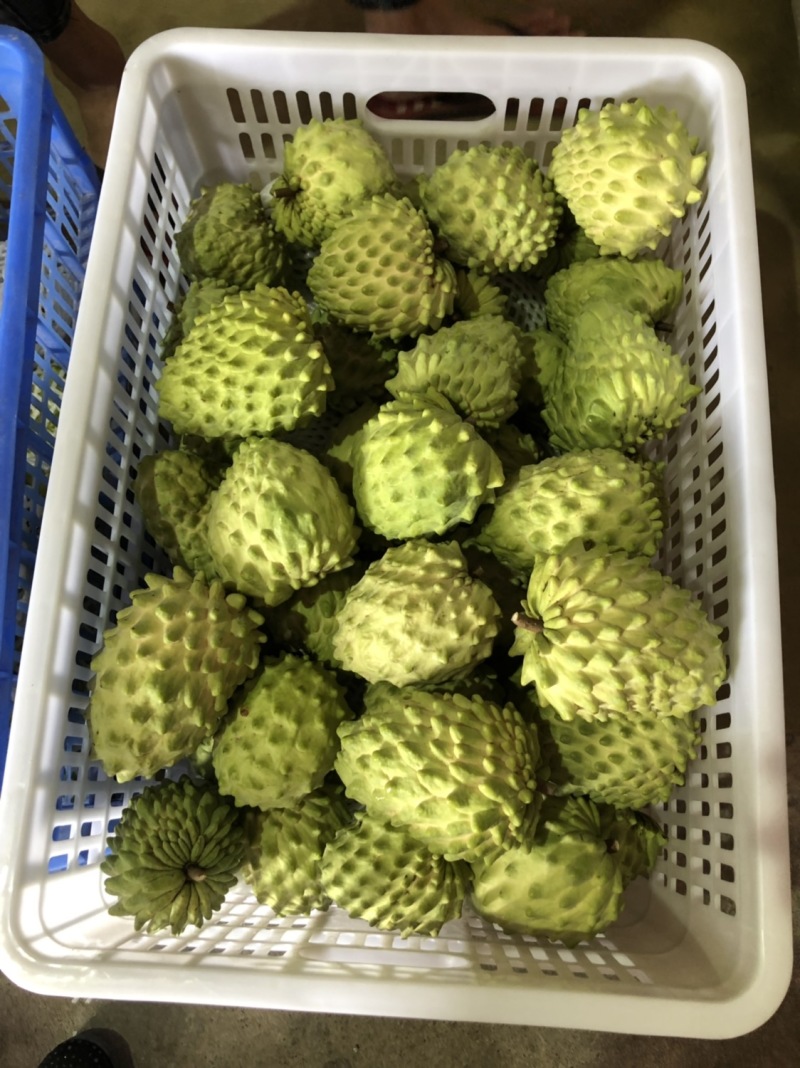 牛奶凤梨释迦果当季新鲜释迦摩尼果整箱批发支持一件代发