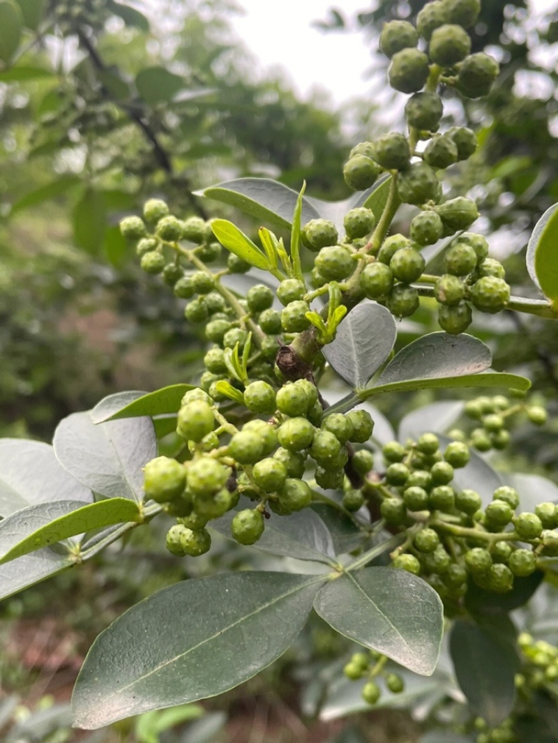 蜀椒苗花椒苗根系发达丰产性好现挖现发