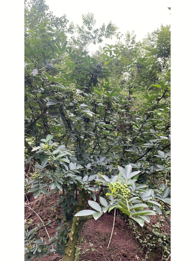 蜀椒苗花椒苗根系发达丰产性好现挖现发