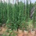 塔柏50厘米到～4米高都有货