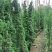塔柏50厘米到～4米高都有货