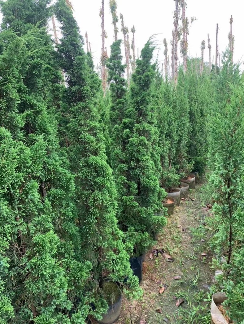 塔柏50厘米到～4米高都有货