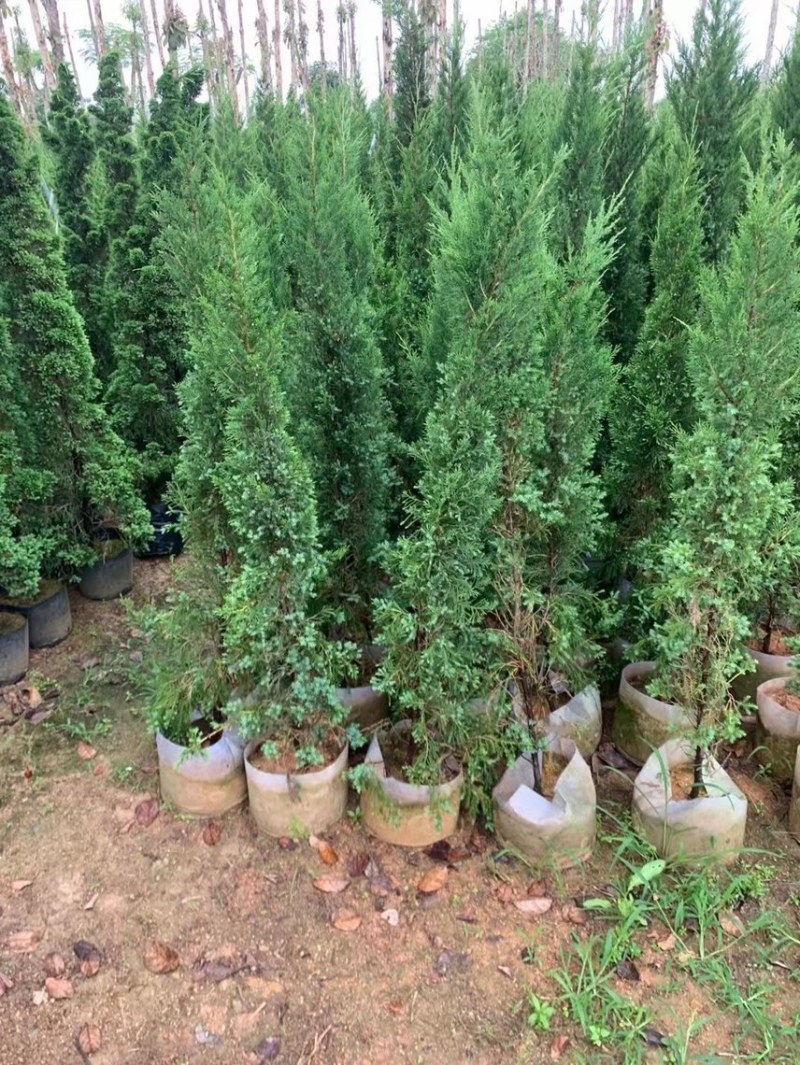 塔柏50厘米到～4米高都有货