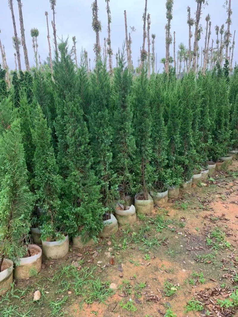 塔柏50厘米到～4米高都有货