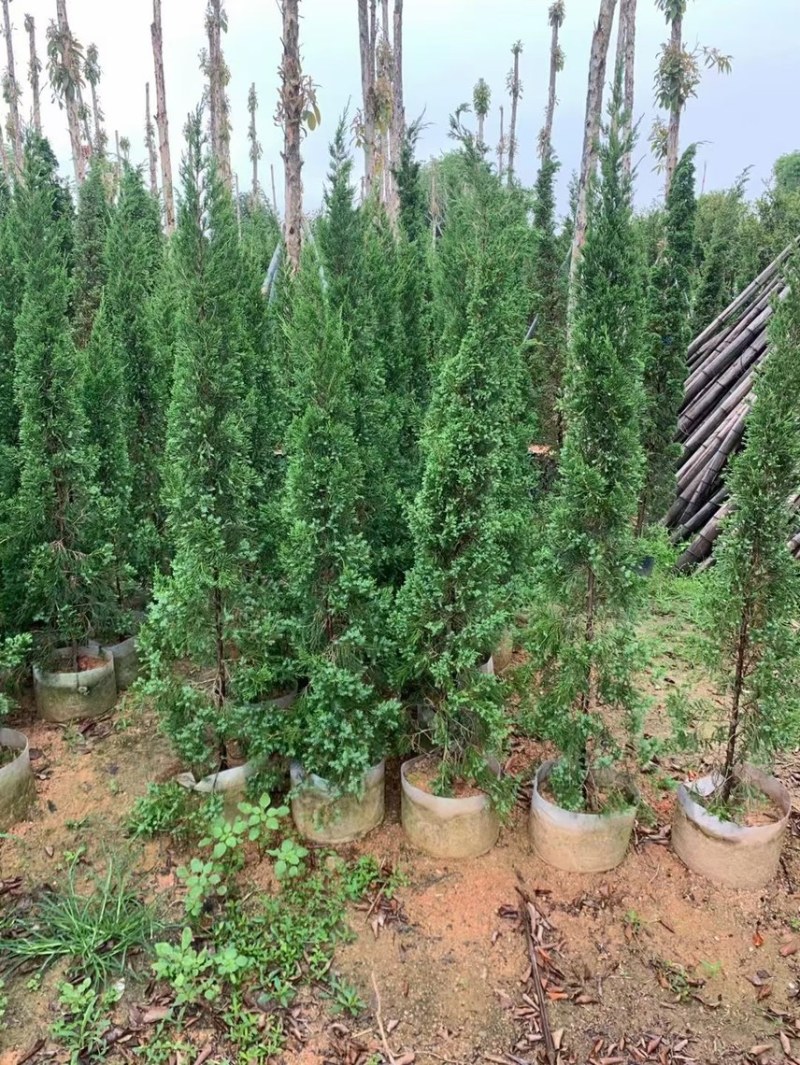 塔柏50厘米到～4米高都有货