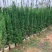 塔柏50厘米到～4米高都有货