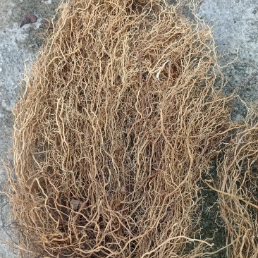 野生牛尾菜根水洗