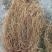 野生牛尾菜根水洗