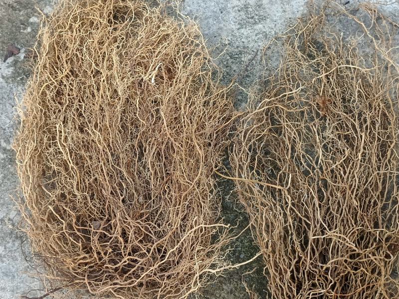 野生牛尾菜根水洗