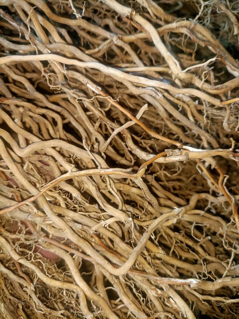 野生牛尾菜根水洗