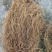野生牛尾菜根水洗