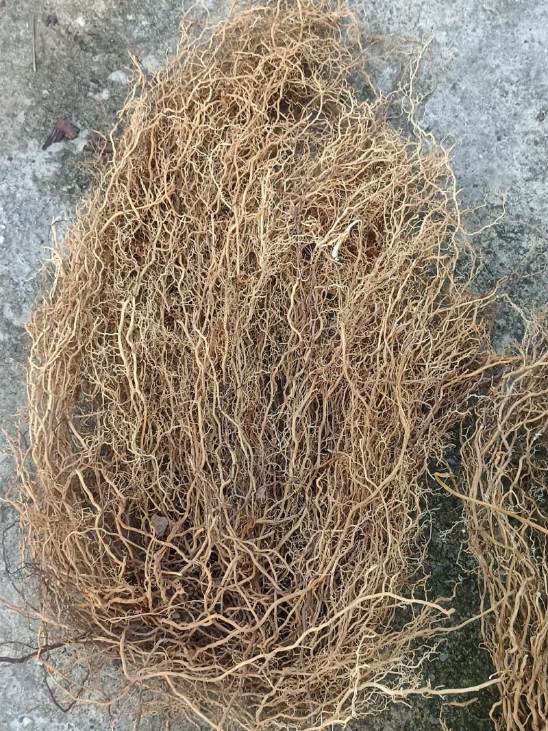野生牛尾菜根水洗