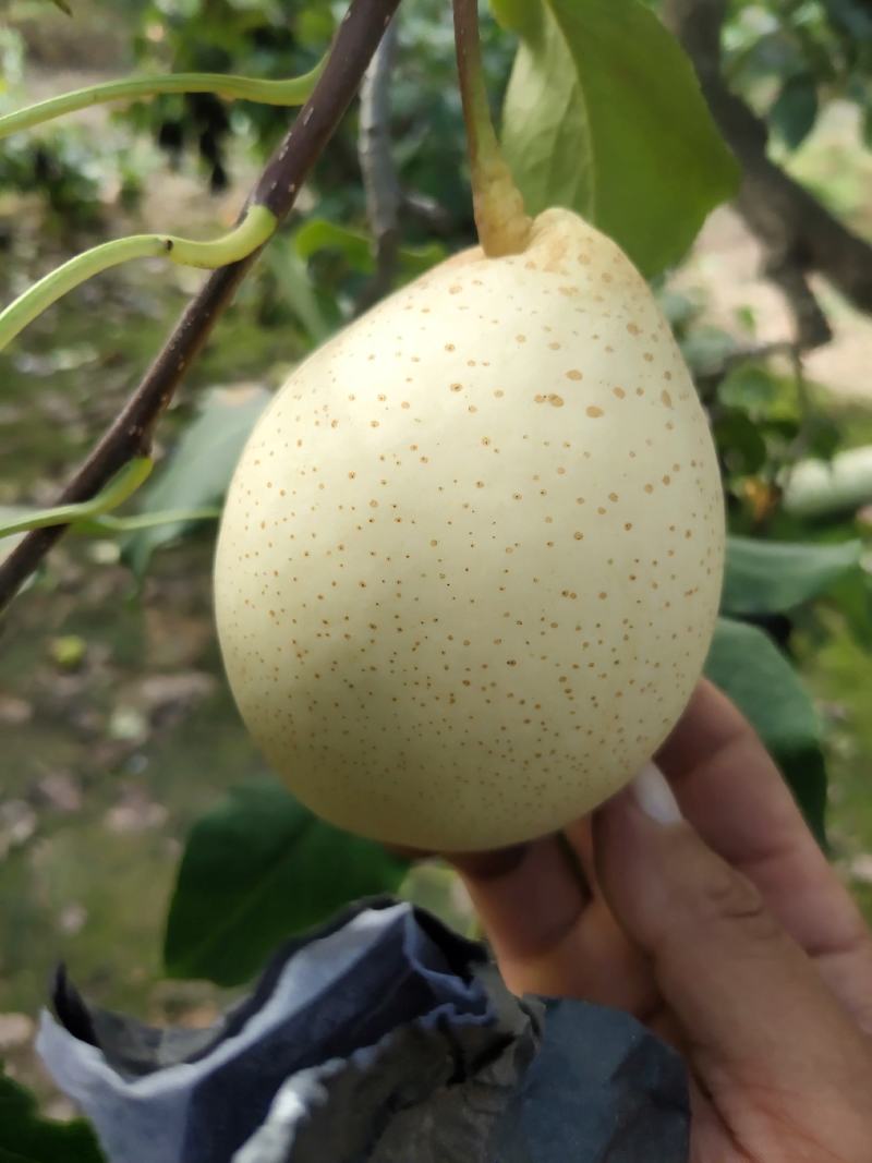 山东冠县水晶鸭梨大量供应优质鸭梨，欢迎各地客商订购。