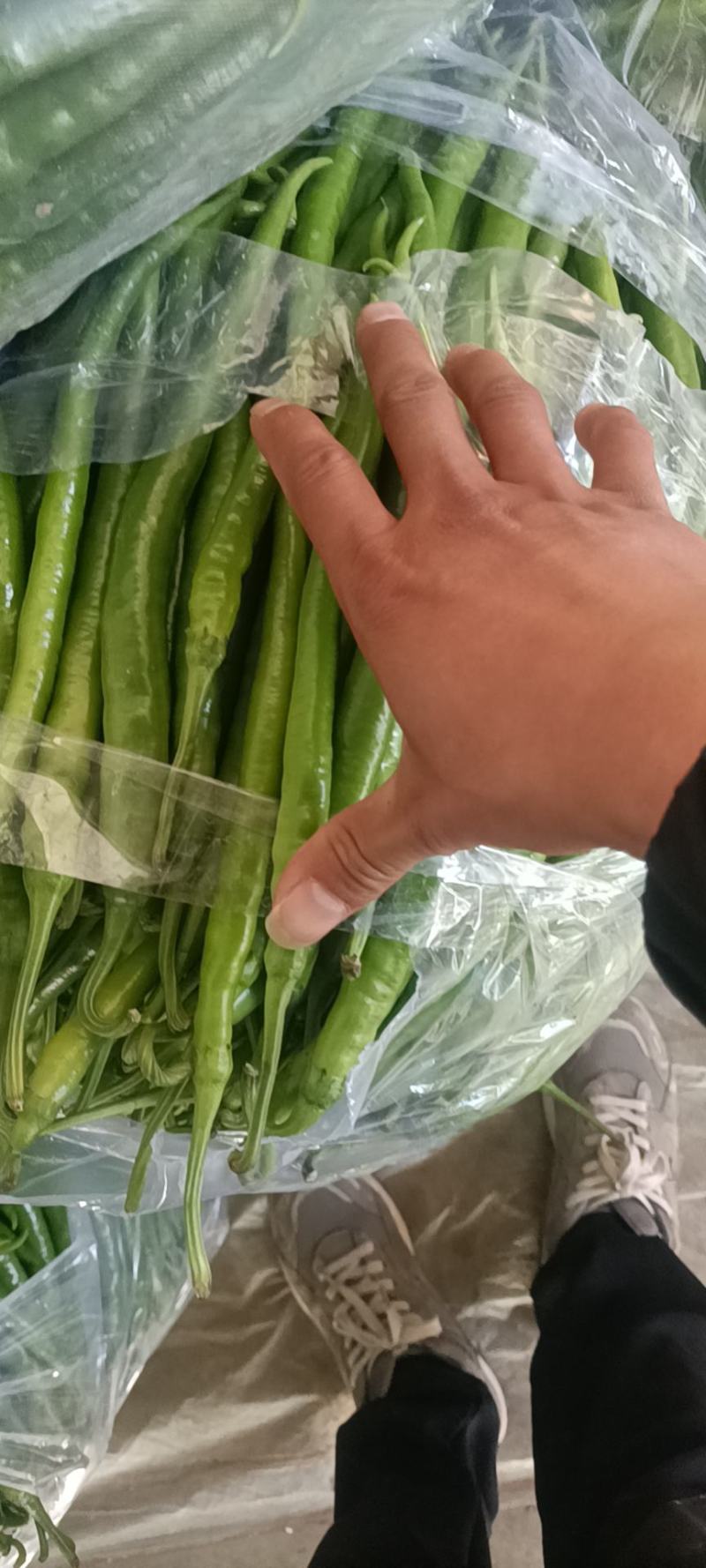 内黄大棚优质8号线椒大量上市，一手货源，货源充足
