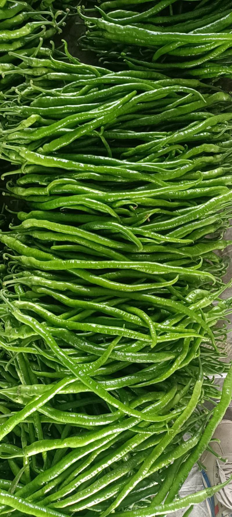 内黄大棚优质8号线椒大量上市，一手货源，货源充足