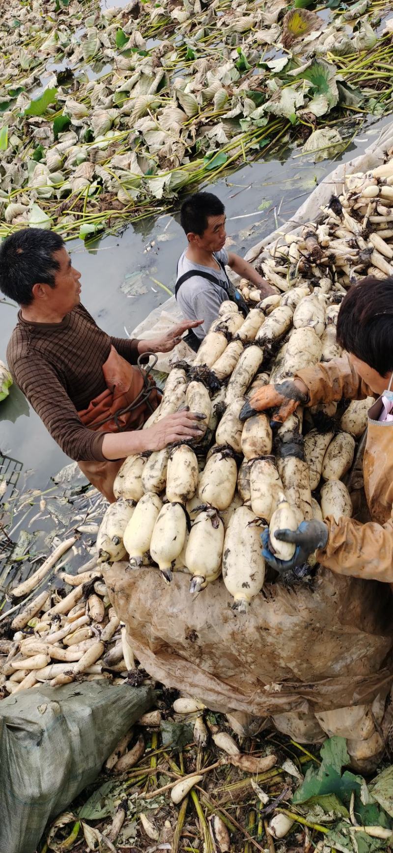 山东东营精品莲藕，通货，水洗，真空藕量大货优，欢迎咨询