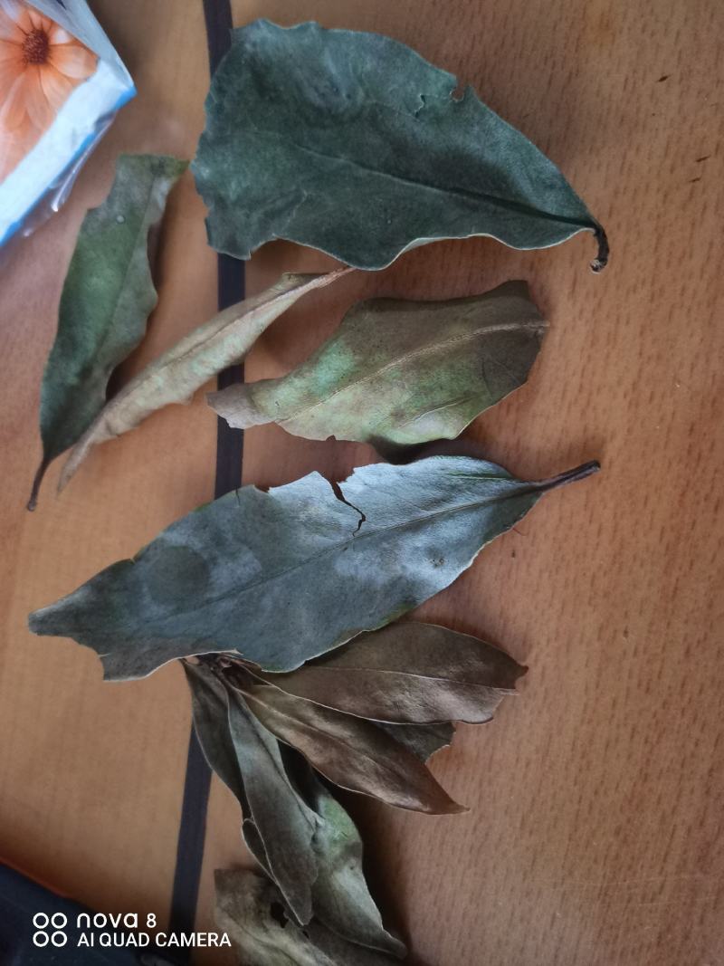 莽草干叶子