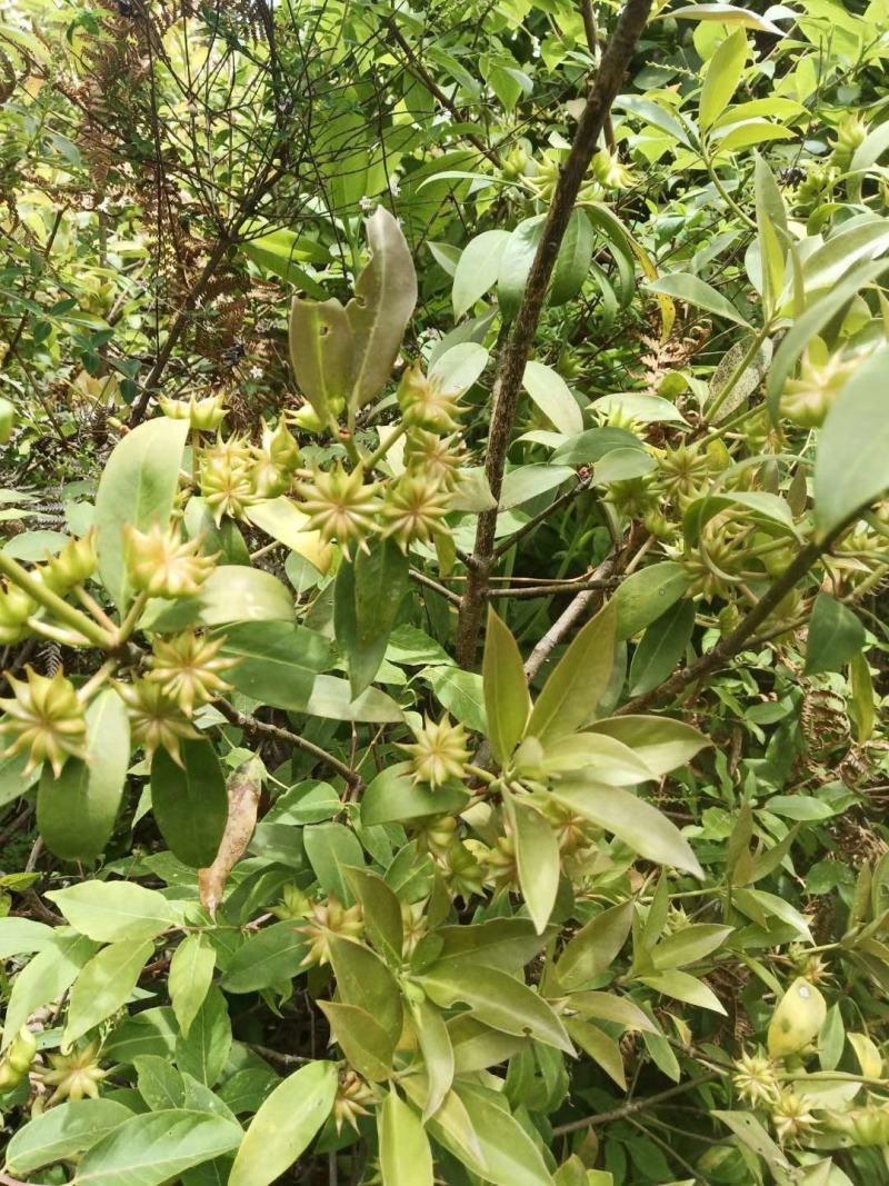 莽草干叶子