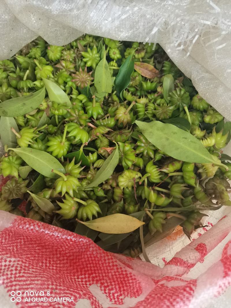 莽草干叶子