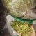 莽草干叶子