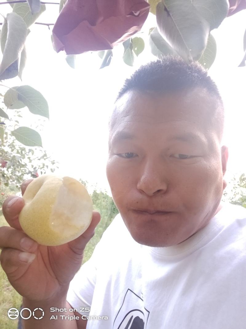 陕西礼泉砀山酥梨大量供应中，皮薄，核小肉多，需要的联系我