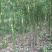 香樟树，胸径3一25公分，杆直冠圆，常年大量批发