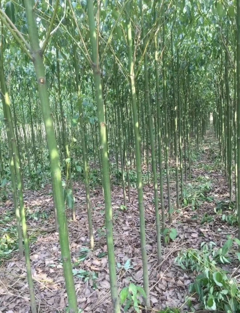 香樟树，胸径3一25公分，杆直冠圆，常年大量批发