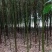 香樟树，胸径3一25公分，杆直冠圆，常年大量批发