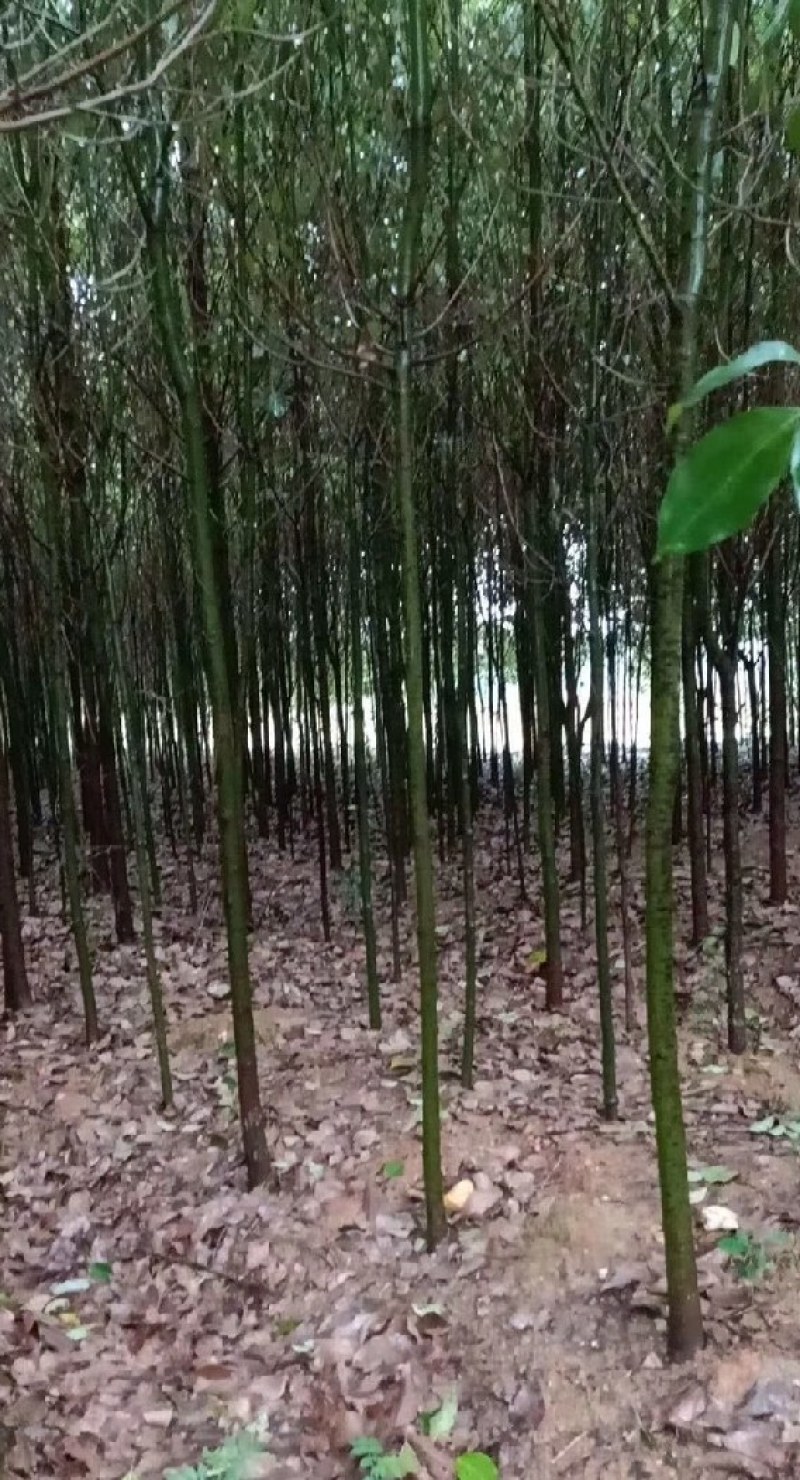 香樟树，胸径3一25公分，杆直冠圆，常年大量批发