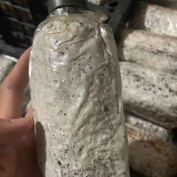 茶树菇菌种，高产纯棉壳栽培种，原种高纯度