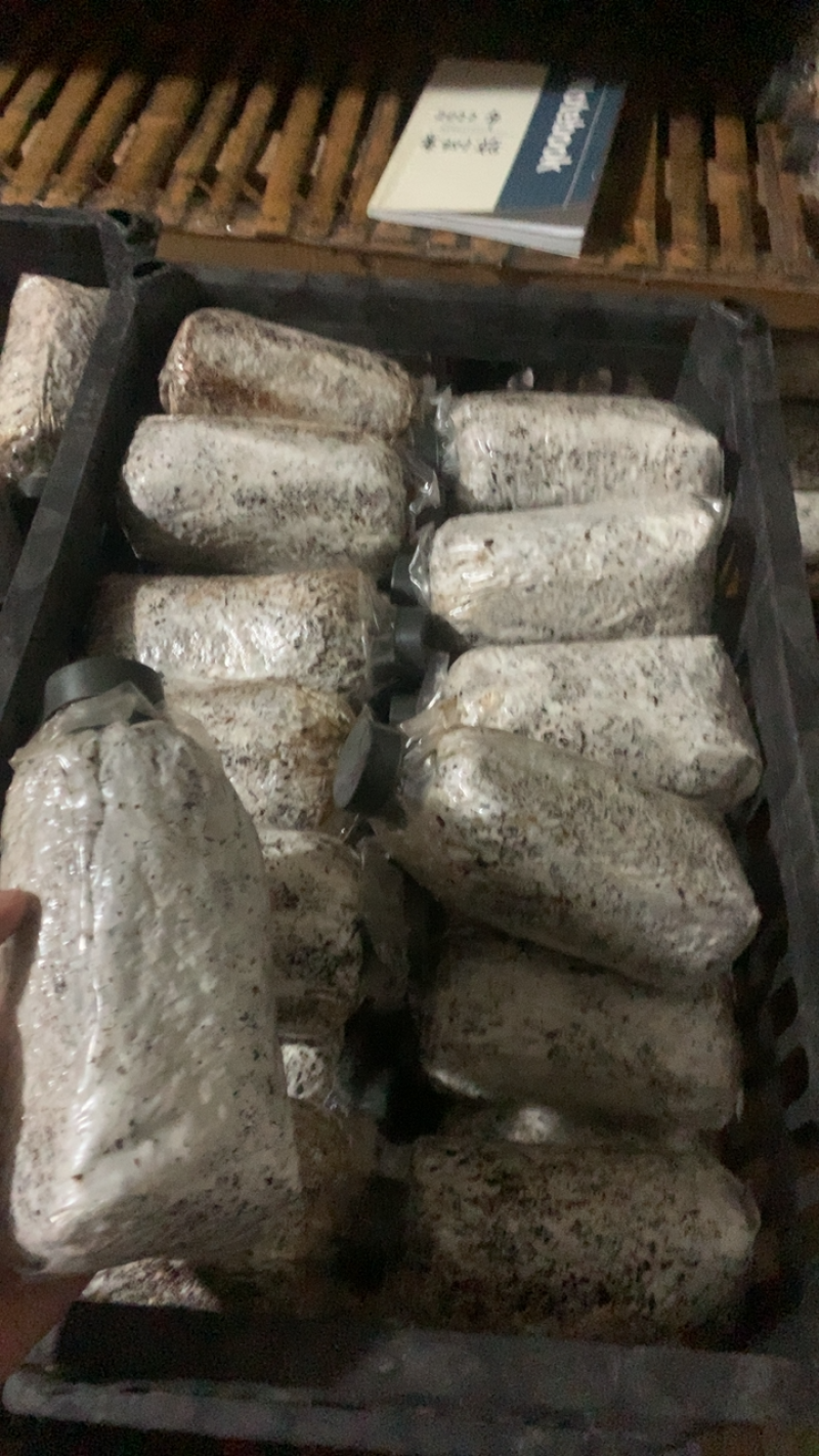 茶树菇菌种，高产纯棉壳栽培种，原种高纯度