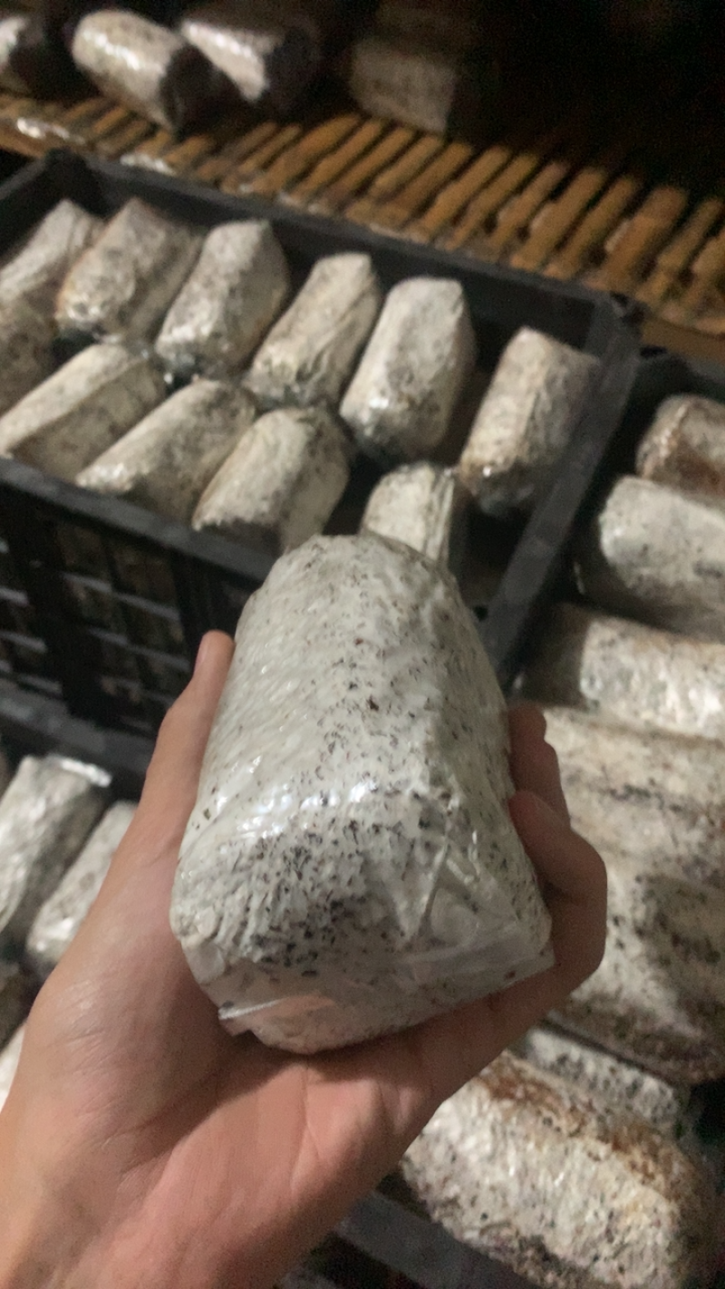 茶树菇菌种，高产纯棉壳栽培种，原种高纯度