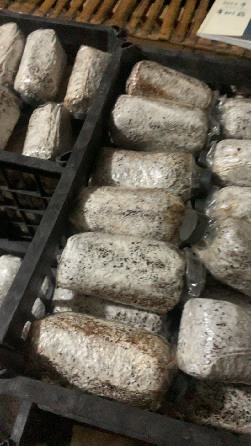 茶树菇菌种，高产纯棉壳栽培种，原种高纯度