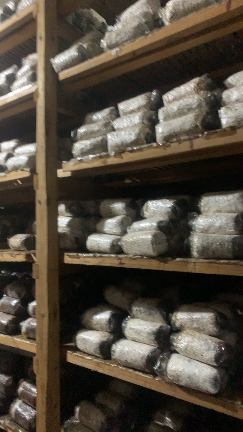 茶树菇菌种，高产纯棉壳栽培种，原种高纯度
