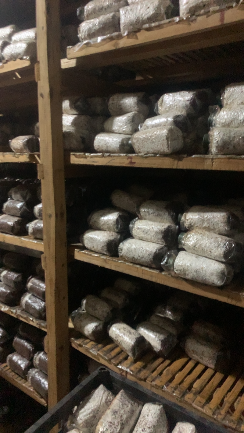 茶树菇菌种，高产纯棉壳栽培种，原种高纯度