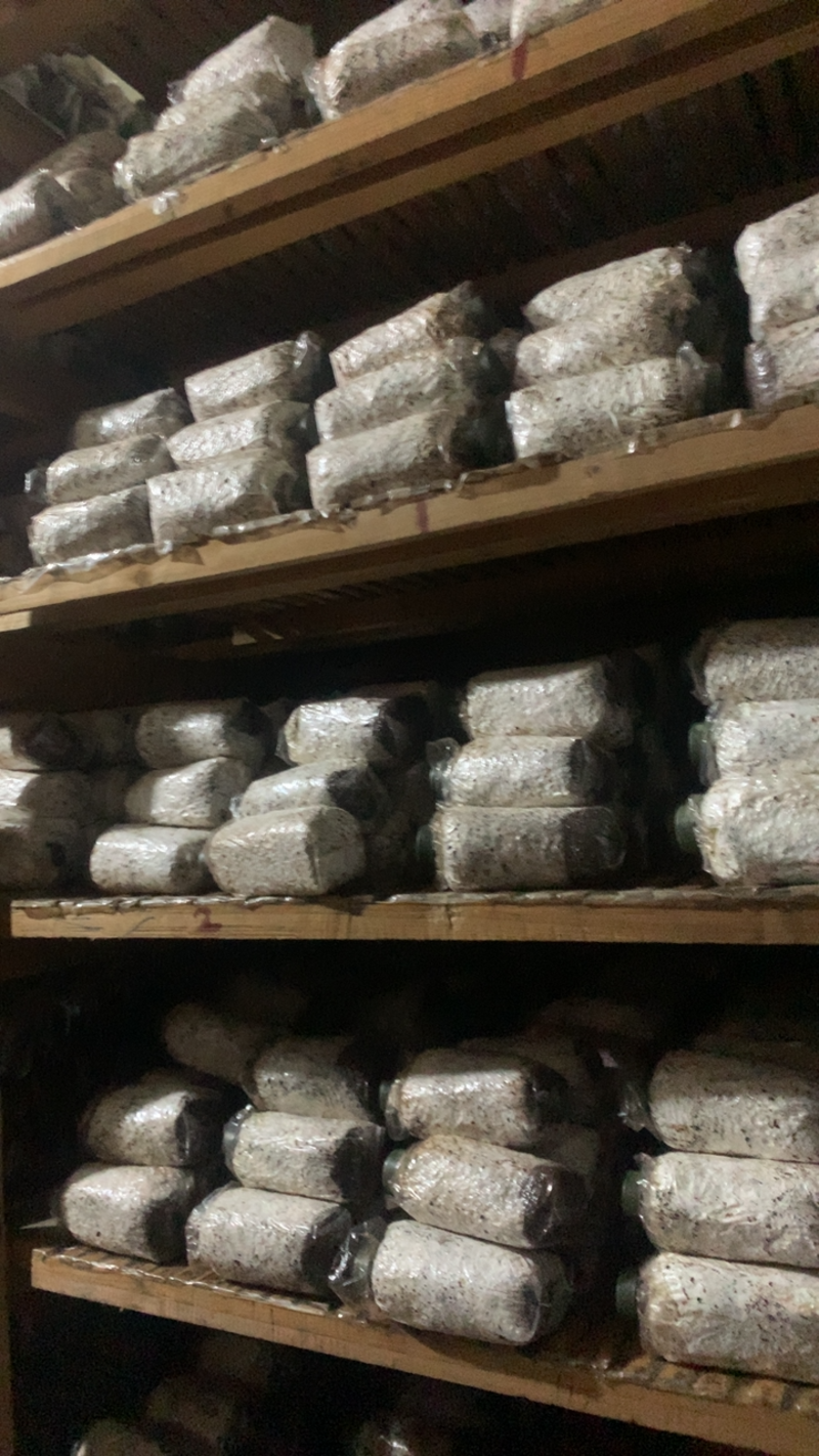 茶树菇菌种，高产纯棉壳栽培种，原种高纯度