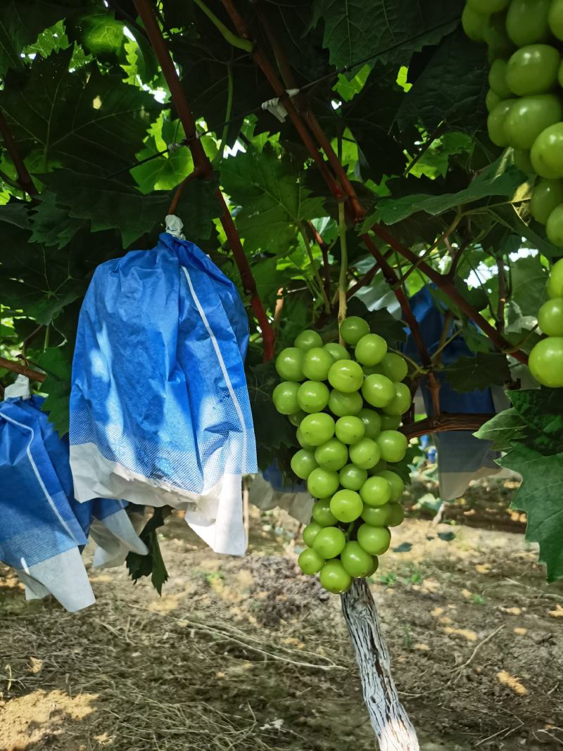 陕西礼泉精品阳光玫瑰大量供应中，颗粒大，果面干净，含糖高