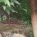 绿化苗五角枫松树球复叶槭