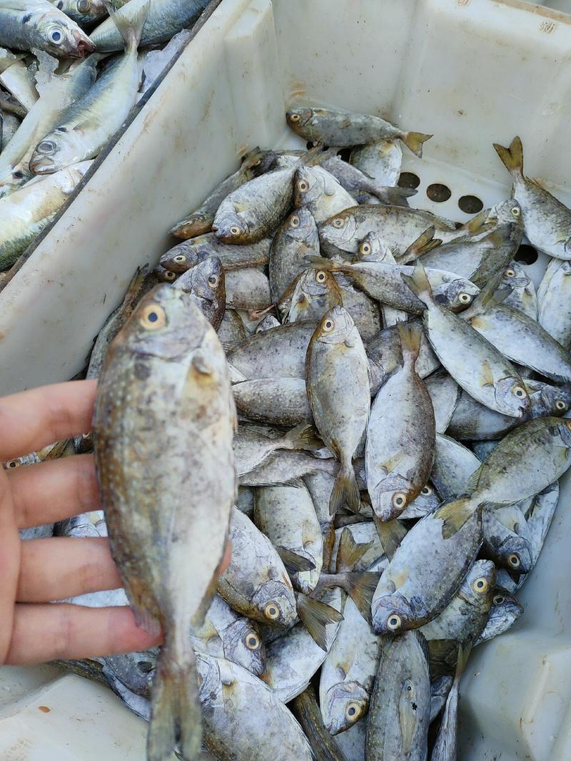 北海本港冰鲜泥猛鱼柠檬鱼臭肚鱼支持社区团购欢迎咨询