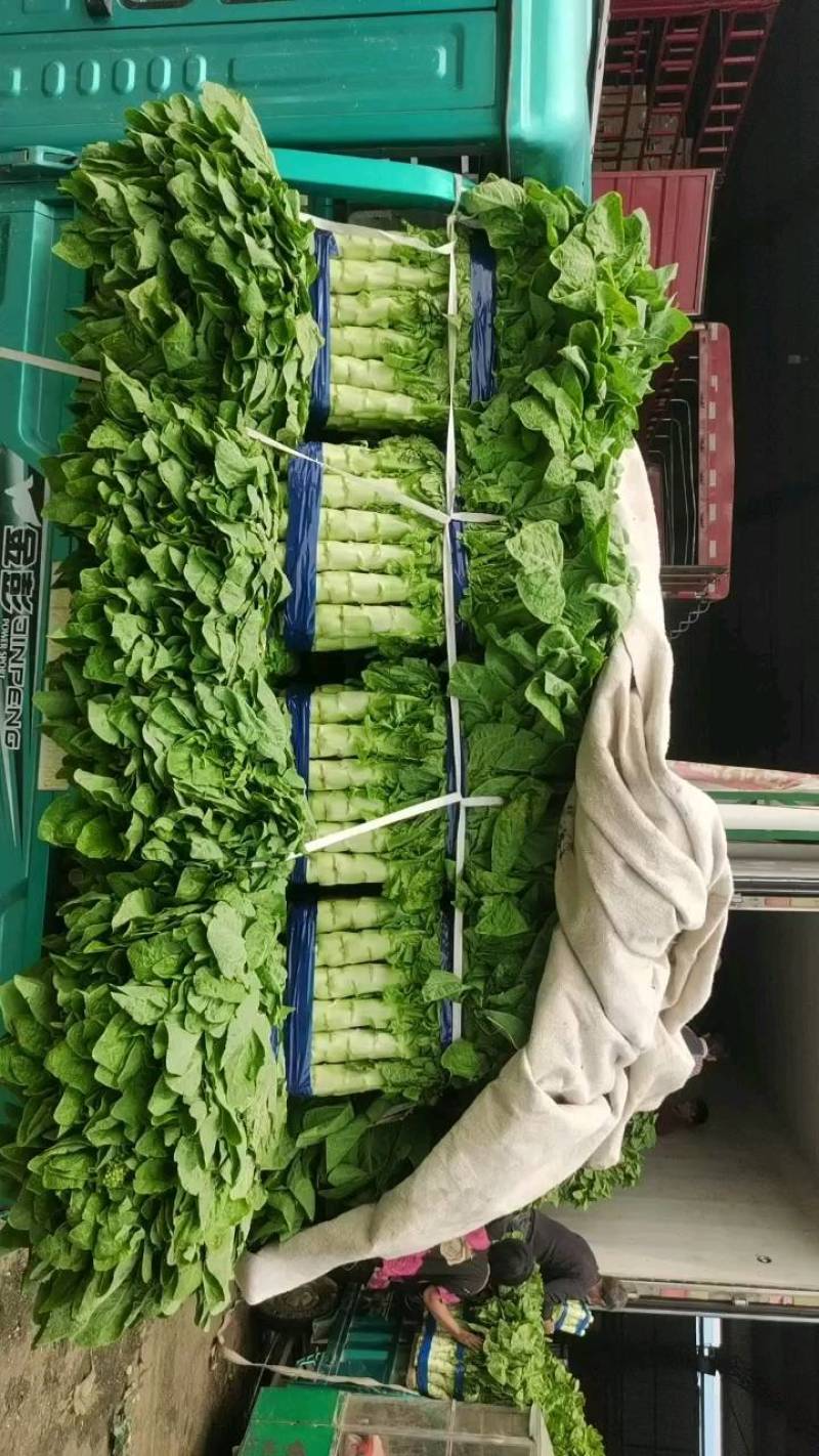山东省临沂市兰陵县三青叶莴笋不空不列绿皮绿肉质量保证，