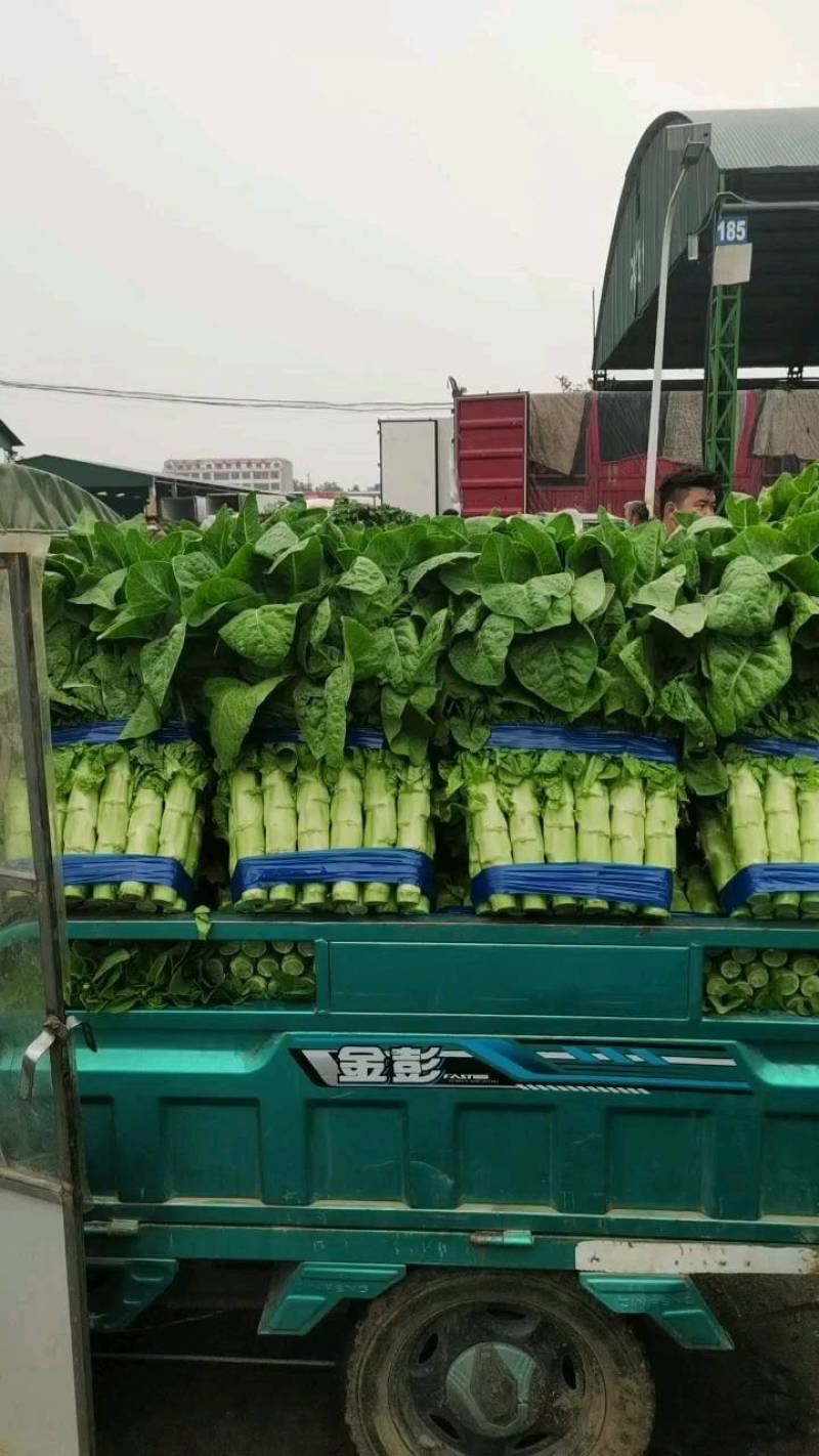 山东省临沂市兰陵县三青叶莴笋不空不列绿皮绿肉质量保证，