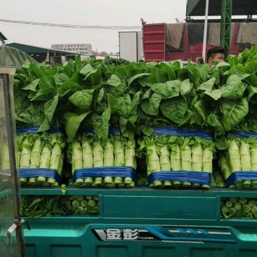 山东省临沂市兰陵县三青叶莴笋不空不列绿皮绿肉质量保证，